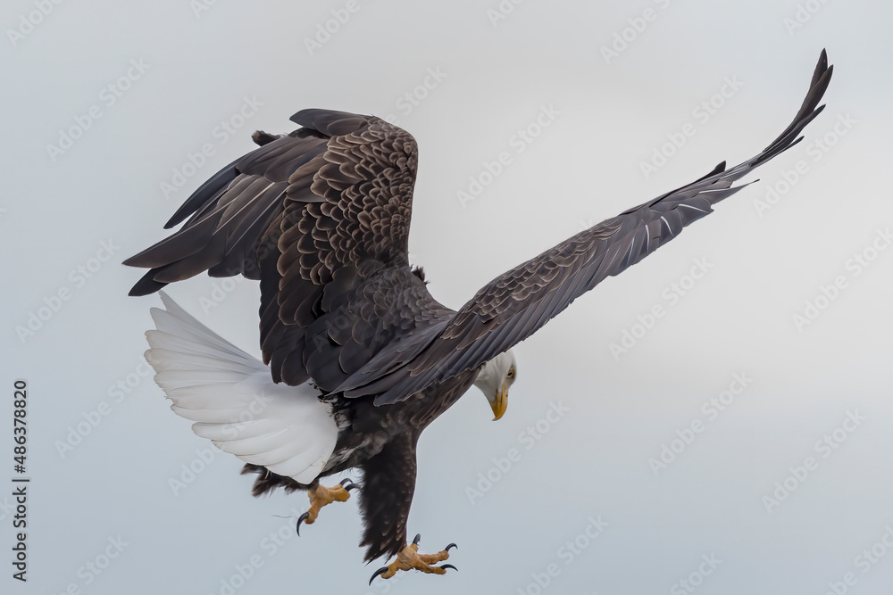The Bald eagle (Haliaeetus leucocephalus) in flight The Bald eagle (Haliaeetus leucocephalus) in flight