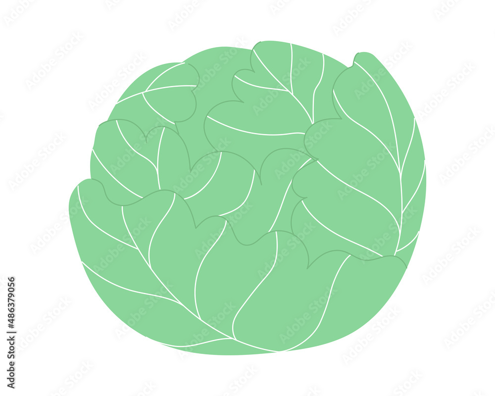 White cabbage. Forks. Isolated on white background. Vector illustration. Eps 10 White cabbage. Forks. Isolated on white background. Vector illustration. Eps 10