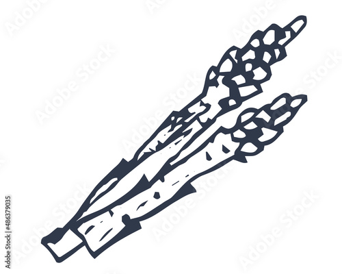 Asparagus isolated on white background. Hand drawing. Flat vector illustration. Eps 10