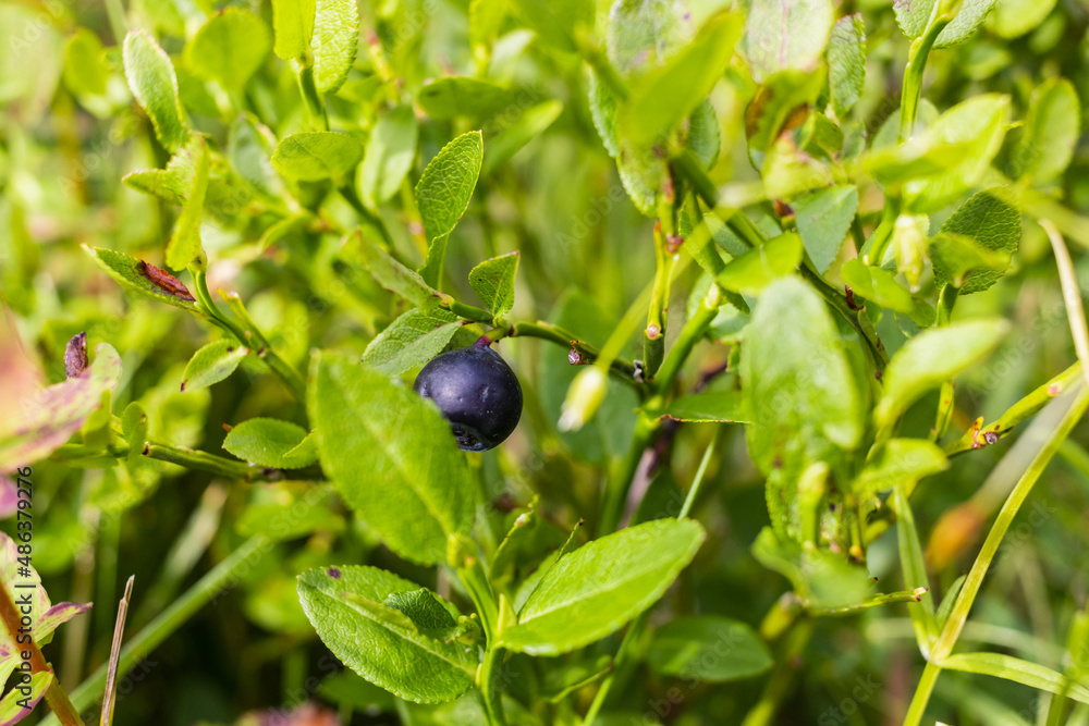 Fresh wild blueberry on bush with green leaves in summer mountains, close up