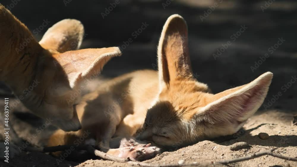 Fennec fox walked softly over and smelled another sleeping fennec fox in sunny afternoon, adorable fox with big ears, 4k footage slow motion full length shot close up view. Fennec fox walked softly over and smelled another sleeping fennec fox in sunny afternoon, adorable fox with big ears, 4k footage slow motion full length shot close up view.