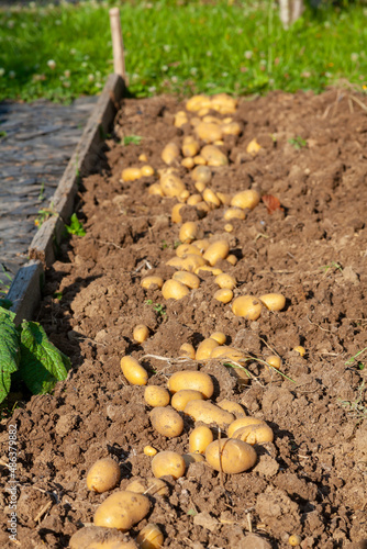 Récolte de pomme de terre au potager familial - rang de pomme de terre séchant au soleil sur la terre