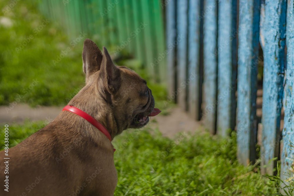 Curious Brown french bulldog hunting, Cute french bulldog playing and looking at fence