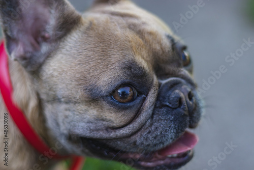 French bulldog posing outside. Purebred bulldog standing. French bulldog portrait © Vasyl Kravchenko