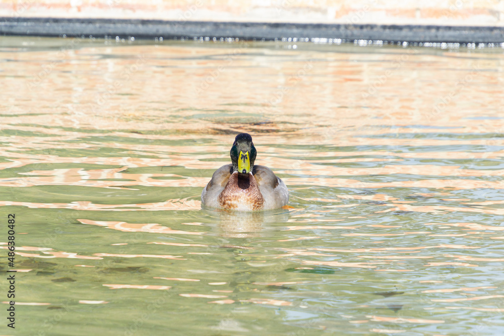 Duck swimming in a pond. Bird in the park of El Retiro in Madrid, in Spain. Horizontal photography.