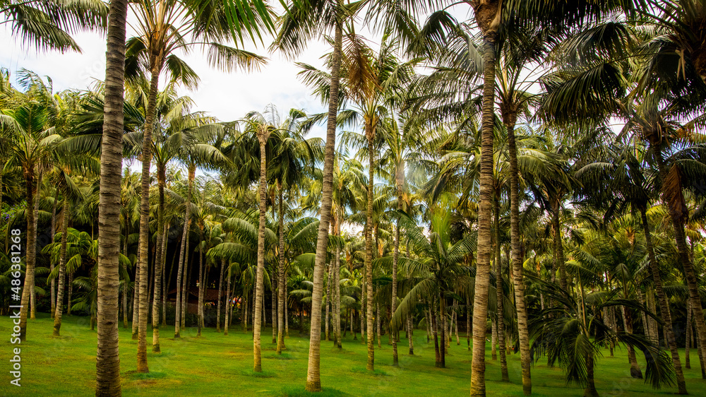 Palms trees green nature background
