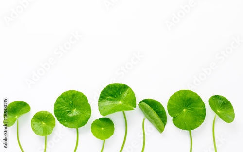 Close up centella asiatica leaves with rain drop isolated on white background top view. photo