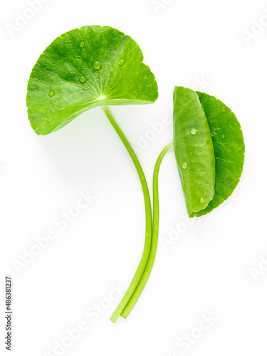 Close up centella asiatica leaves with rain drop isolated on white background top view.