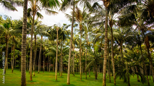 Palms trees green nature background 