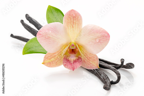 Dried vanilla sticks and orchid flower isolated on white background.