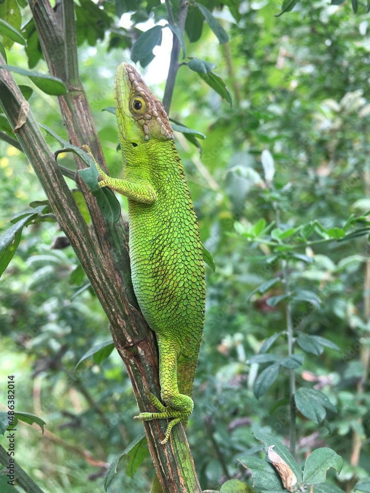 Fototapeta premium baby green iguana on a branch