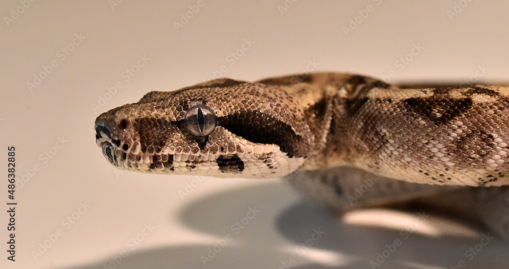 a head of huge boa constrictor