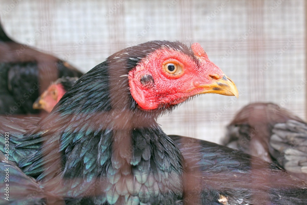 Naklejka premium chicken