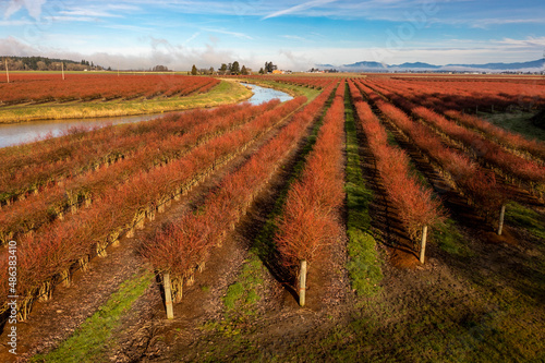 Winter Blueberry Fields in the Skagit Valley, Washington State. Over 90 different crops are grown in Skagit County and blueberries account for a good portion of that industry. Aerial view of the crops