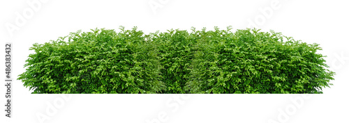 Φωτογραφία Tropical plant flower bush tree isolated on white background with clipping path