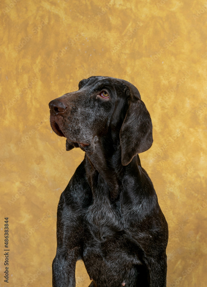 retrato de perro de raza perdiguero de burgos hembra ,con fondo crema.