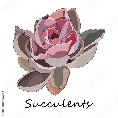 Echeveria succulent. Stone rose. Vector illustration.
