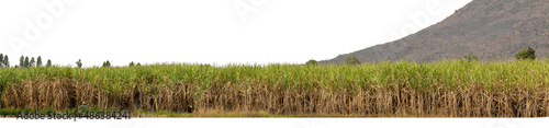 Sugarcane farmers are harvesting sugarcane in the harvest season.