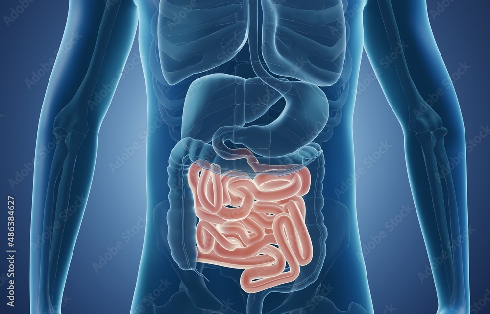 Anatomical illustration of small intestine in human body - obrazy, fototapety, plakaty 