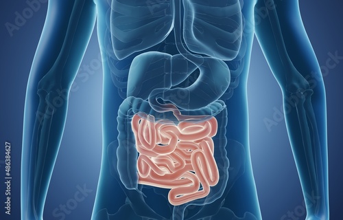 Anatomical illustration of small intestine in human body photo