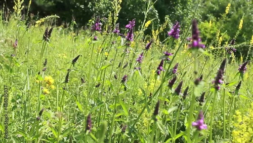 Betonica officinalis, Stachys officinalis, common hedgenettle, betony, purple betony, wood betony, bishopwort, or bishop's wort in meadow in summer on sunny day swaying from wind among medicinal herbs photo