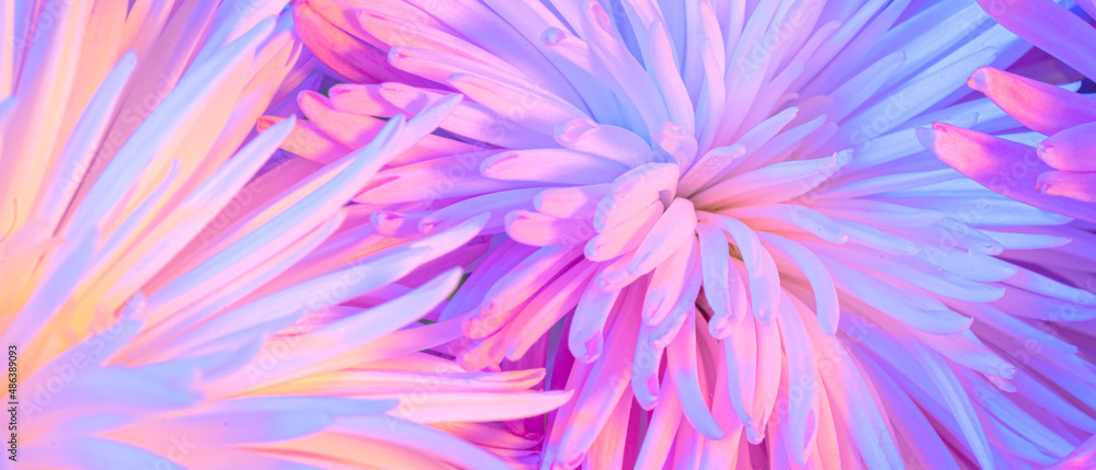 Obraz premium Close-up photo of chrysanthemum bouquet. Abstract floral background