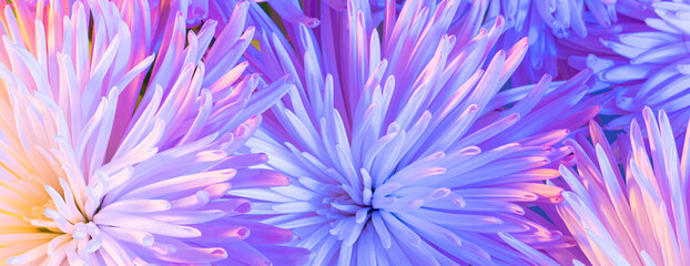 Close-up photo of chrysanthemum bouquet. Abstract floral background