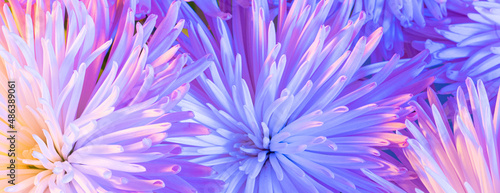 Close-up photo of chrysanthemum bouquet. Abstract floral background