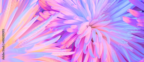 Close-up photo of chrysanthemum bouquet. Abstract floral background