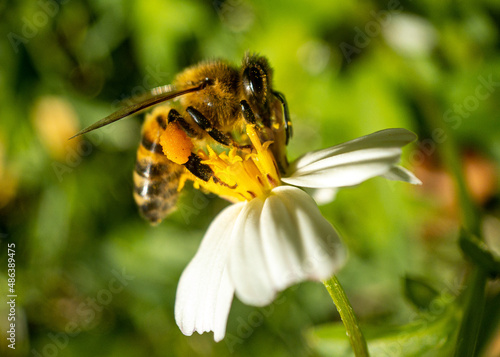 bee on flower © Juan