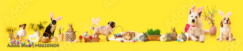 Cute fluffy rabbit with Easter eggs and basket on color background