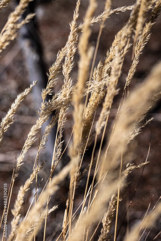 Fototapeta premium close up of tall grass in the sun