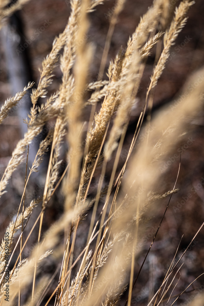 close up of tall grass in the sun close up of tall grass in the sun