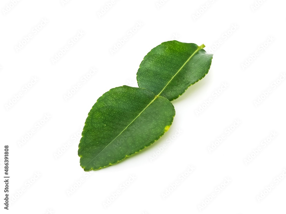 Obraz premium Fresh organic kaffir lime leaves without chemicals, green leaves, placed on a white background.