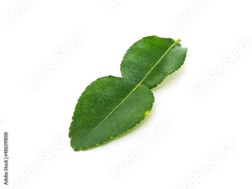 Fresh organic kaffir lime leaves without chemicals, green leaves, placed on a white background.