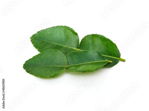 Fresh organic kaffir lime leaves without chemicals, green leaves, placed on a white background.