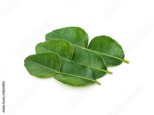 Fresh organic kaffir lime leaves without chemicals, green leaves, placed on a white background.