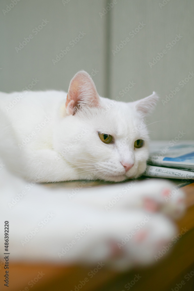 白い保護猫（cute white rescued cat）