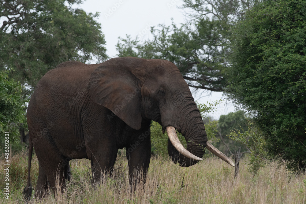 Fototapeta premium African elephant in Kruger
