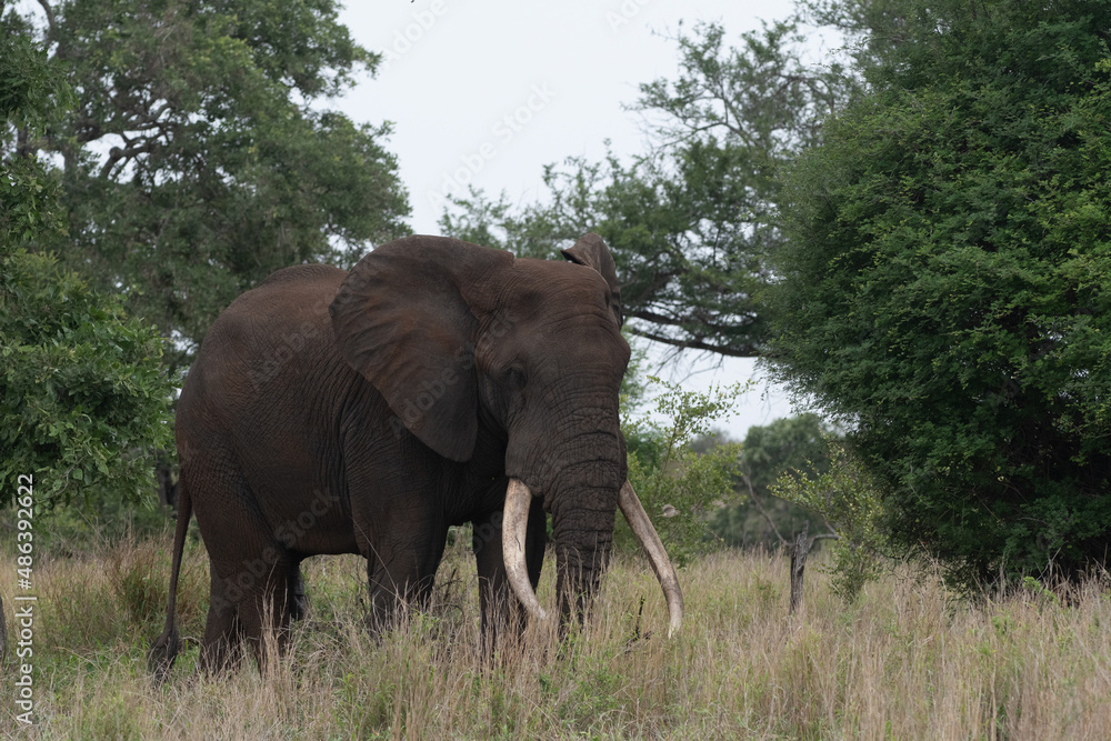 African elephant in Kruger African elephant in Kruger