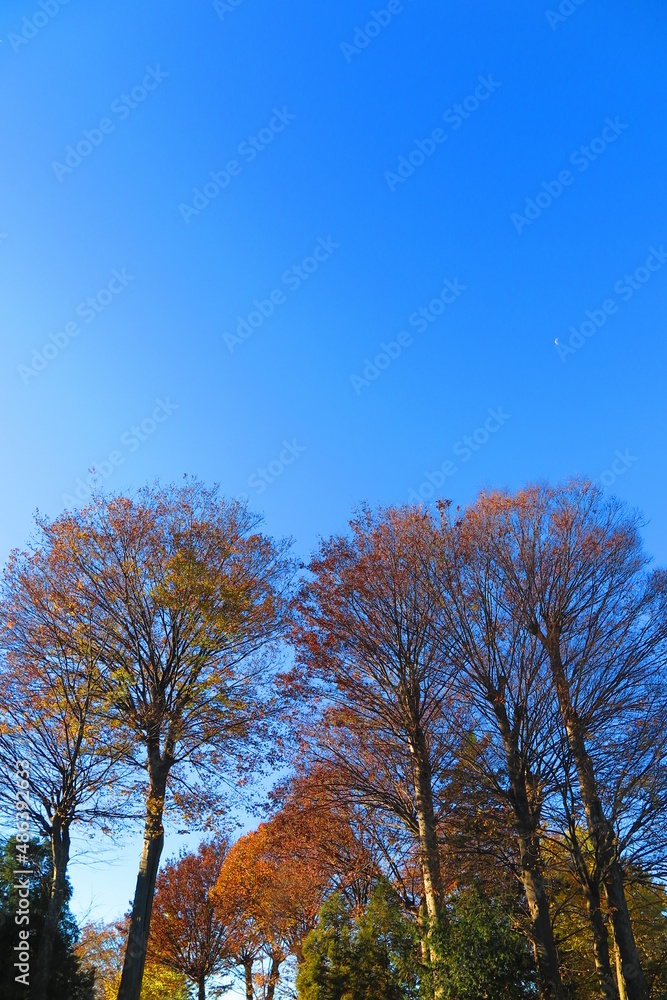 秋の空と色づく木々の風景5