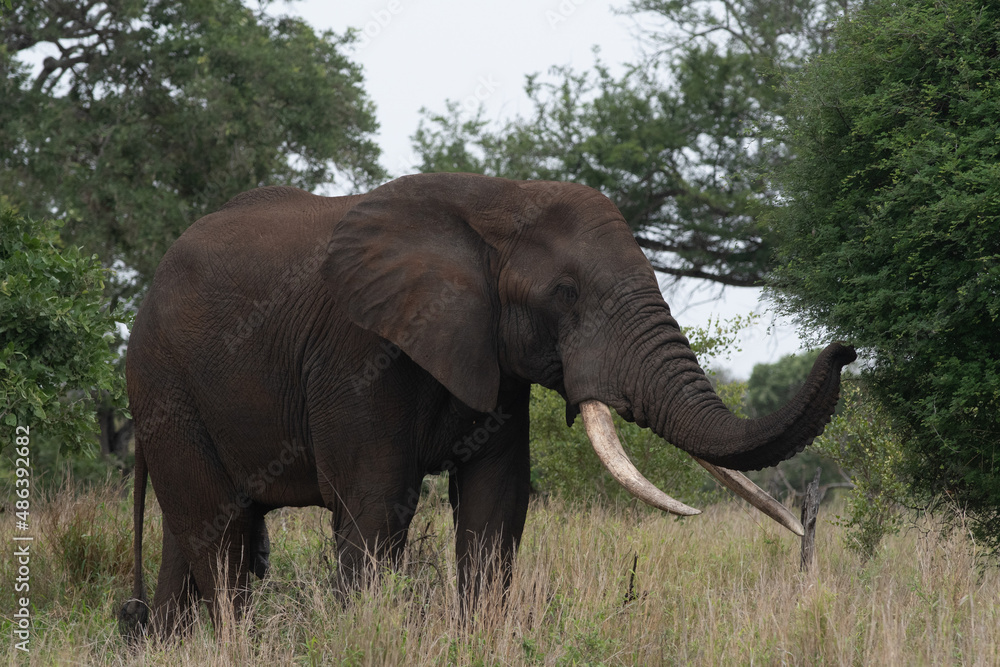 Fototapeta premium African elephant in Kruger