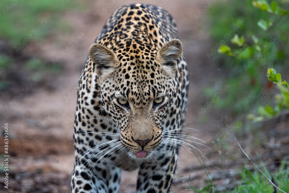 African Leopard in South Africa African Leopard in South Africa