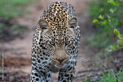 African Leopard in South Africa © Tony Campbell