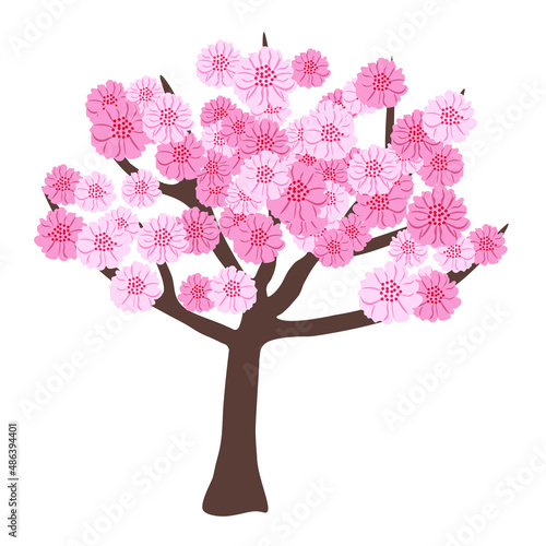Cherry blossom illustration