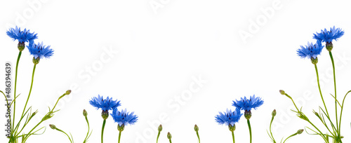 Fotografie Wild flower cornflower. Natural background.