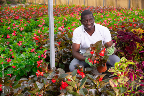 Skilled afro man florist engaged in cultivation of plants of Begonia semperflorens in plant nursery