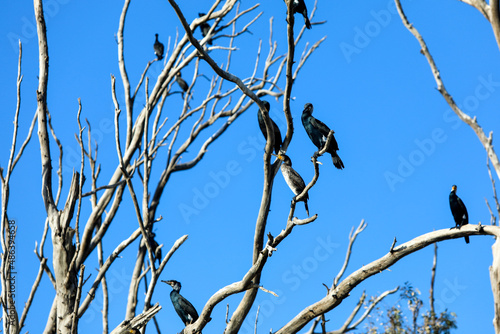 Three black shags (cormorants) silhouettes fly away in the sky High quality photo photo