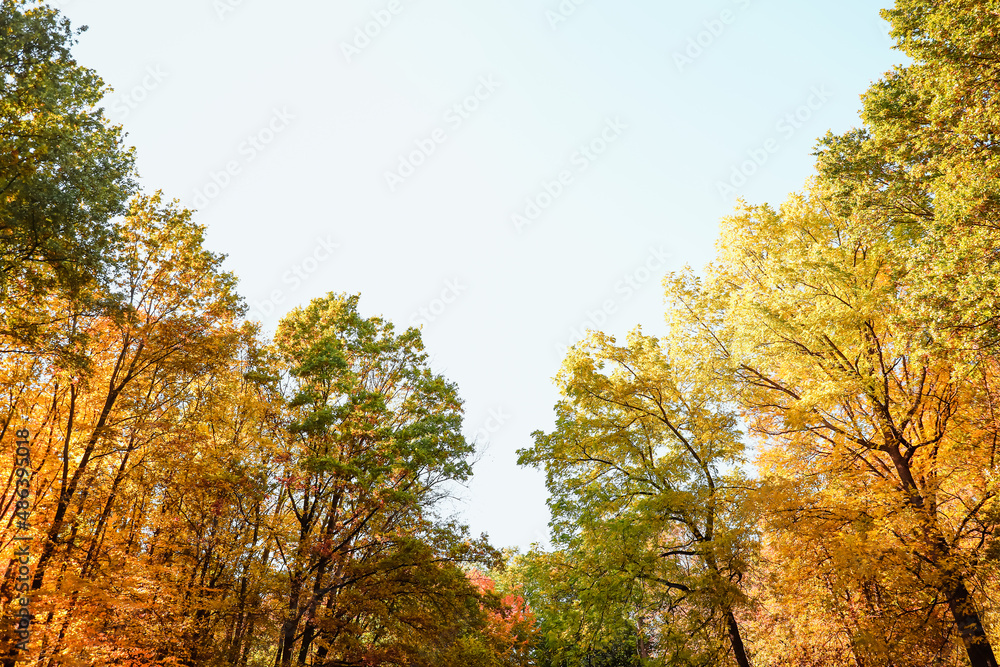 Autumn trees on blue sky background