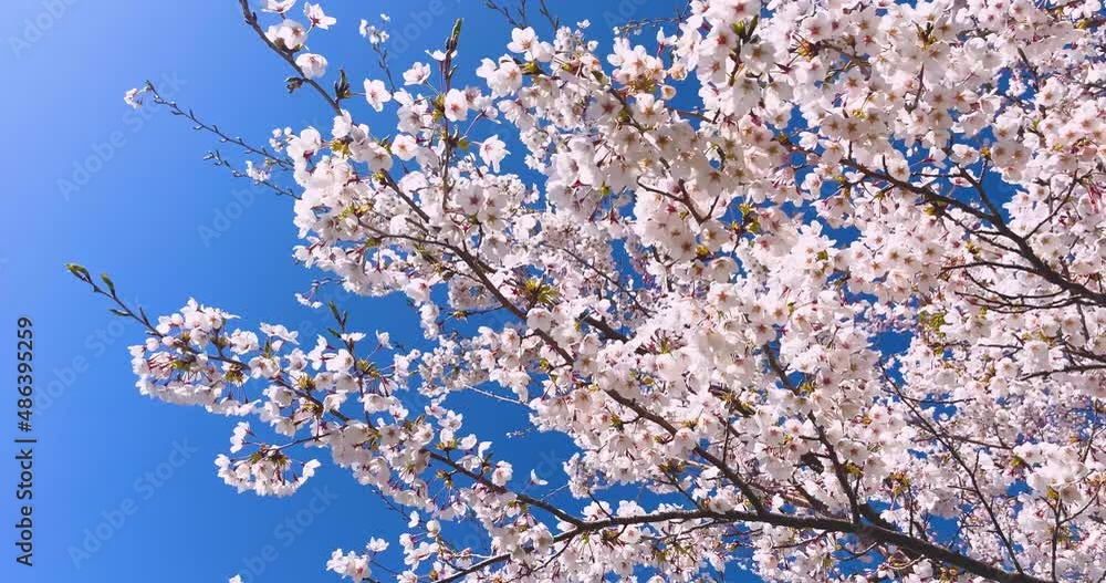 Background image of cherry blossoms in full bloom and blue sky in spring Background image of cherry blossoms in full bloom and blue sky in spring